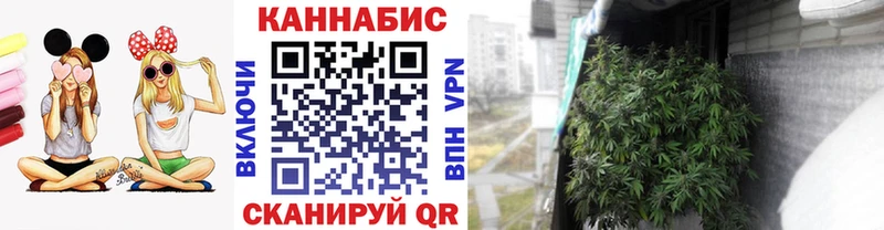 Канабис сатива  Чишмы 
